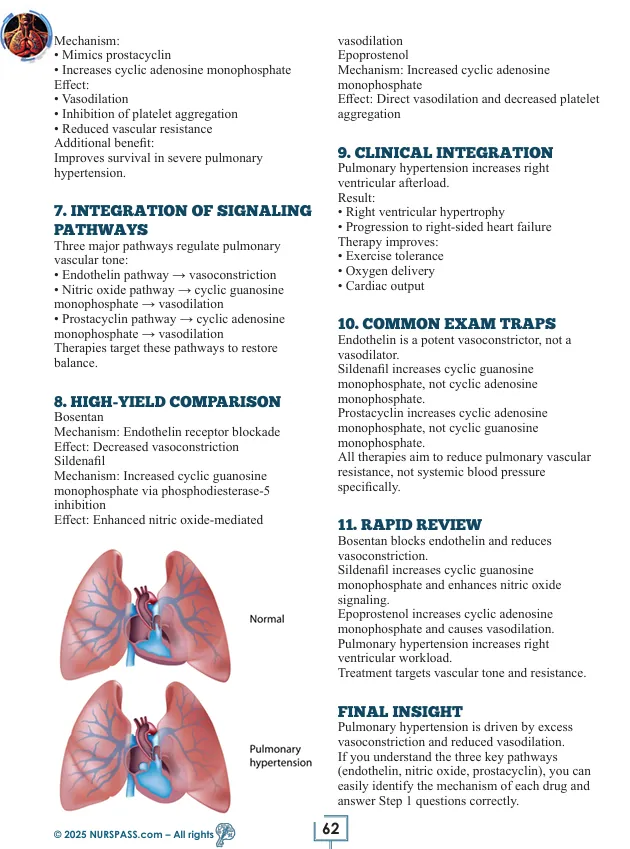 Respiratory System for USMLE Step 1 - Image 12