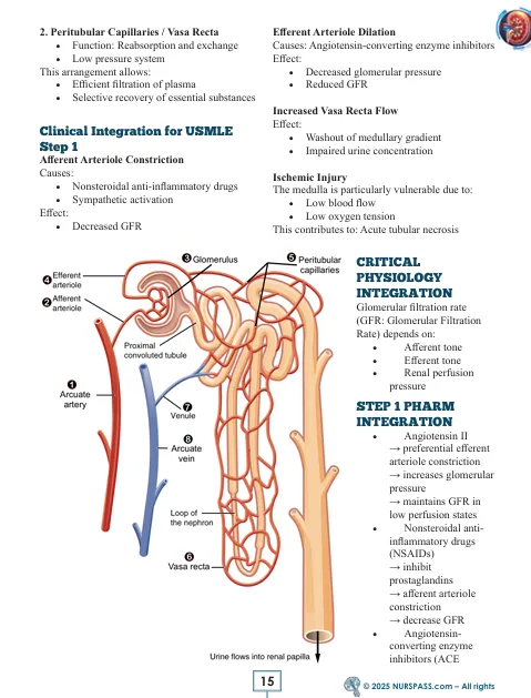 Renal System for USMLE Step 1 - Image 6